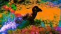 Dan Deacon 'USA' Music Video